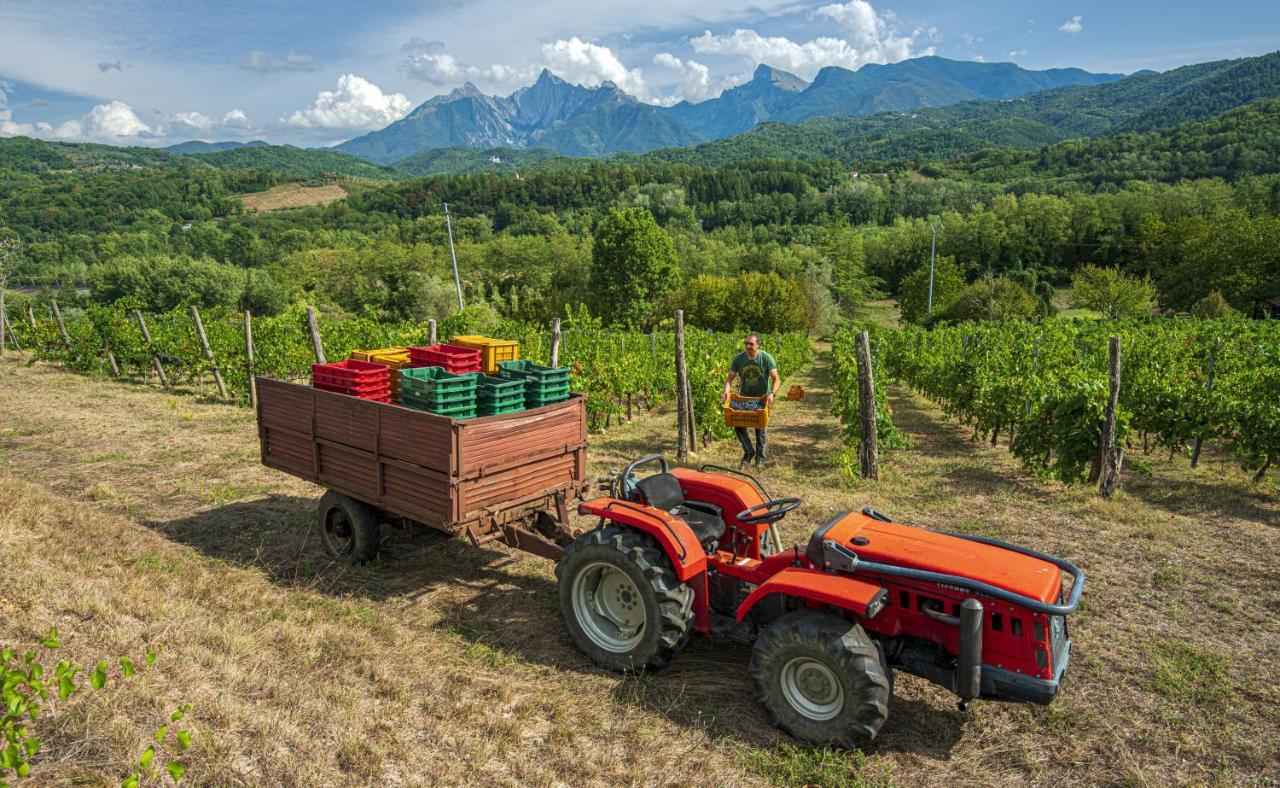 Agriturismo Il Bardellino フィヴィッツァーノ エクステリア 写真