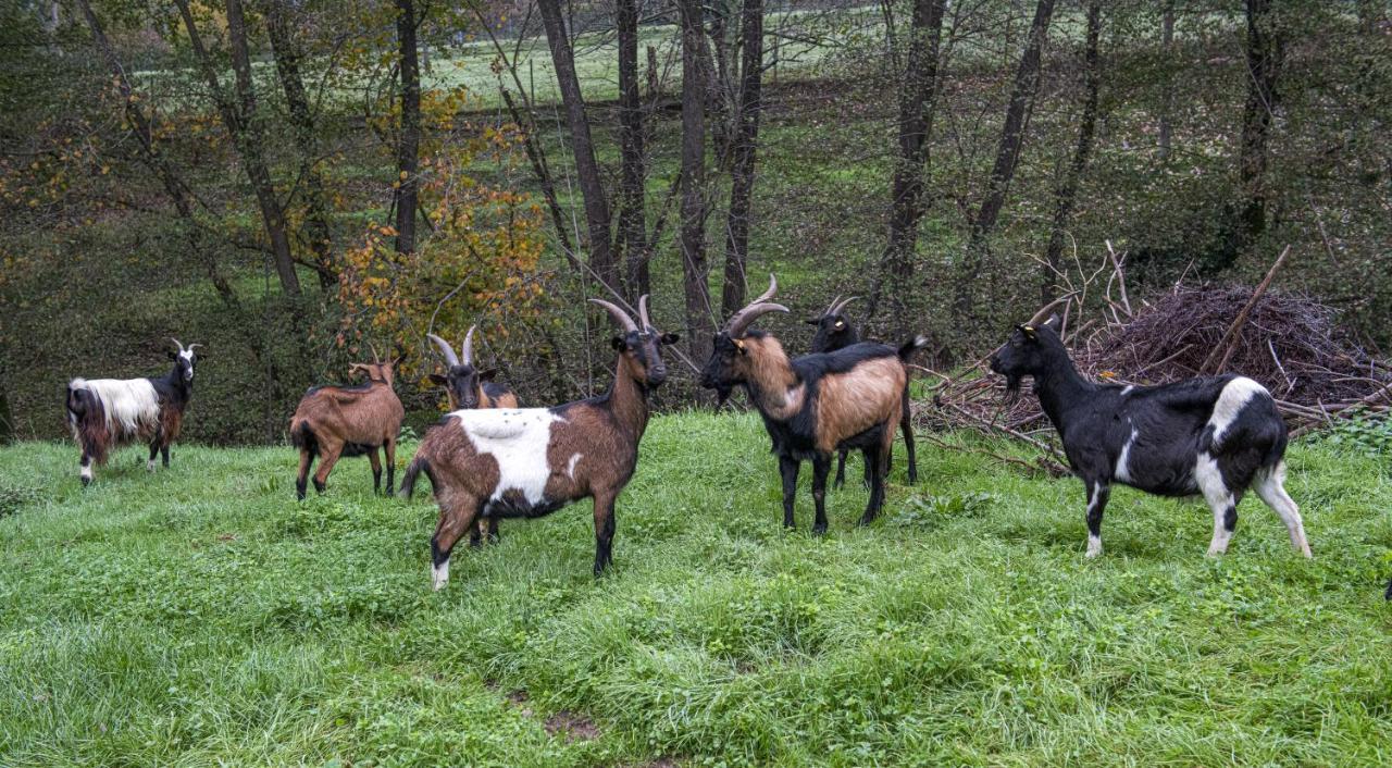 Agriturismo Il Bardellino フィヴィッツァーノ エクステリア 写真