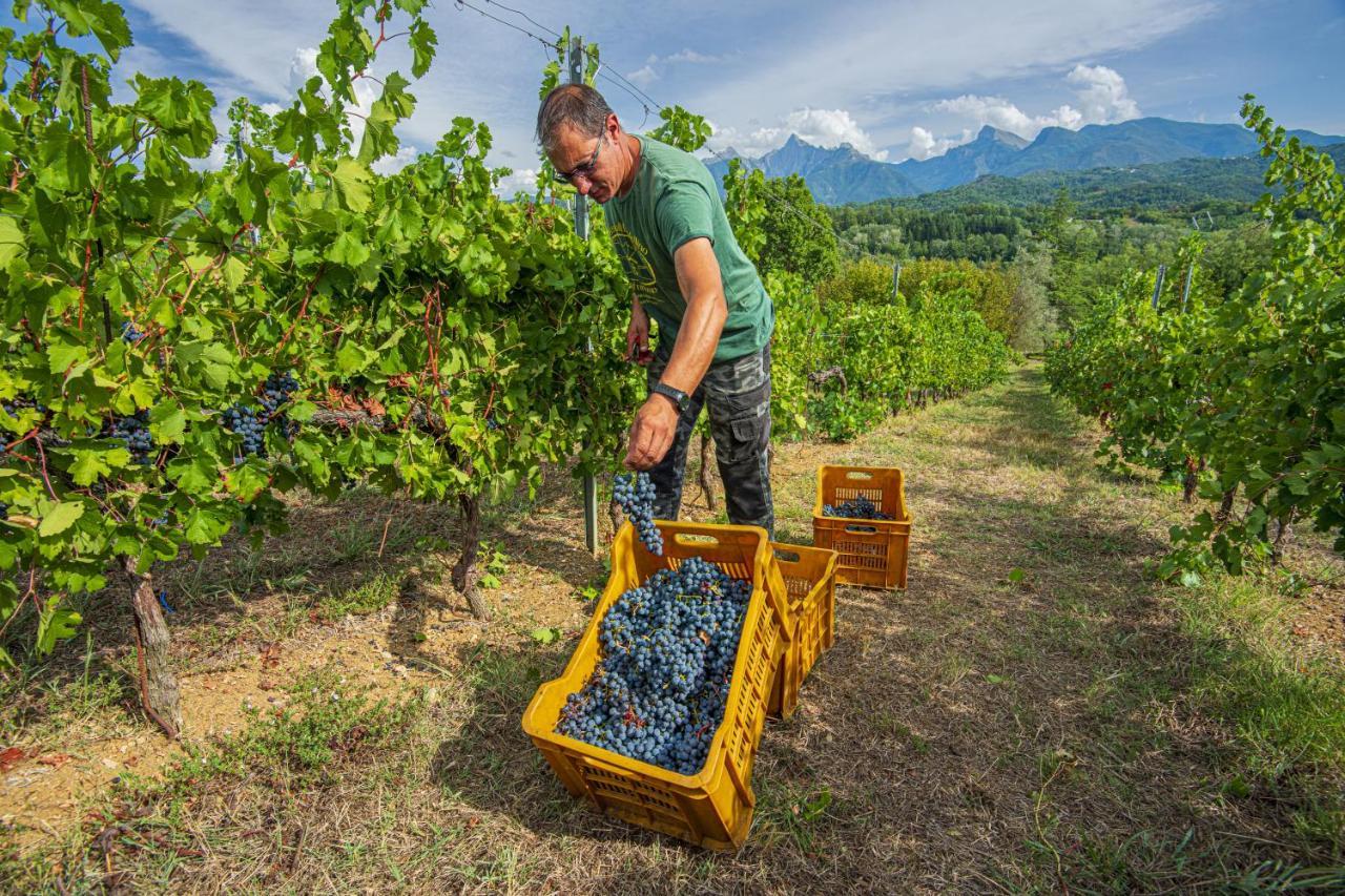 Agriturismo Il Bardellino フィヴィッツァーノ エクステリア 写真