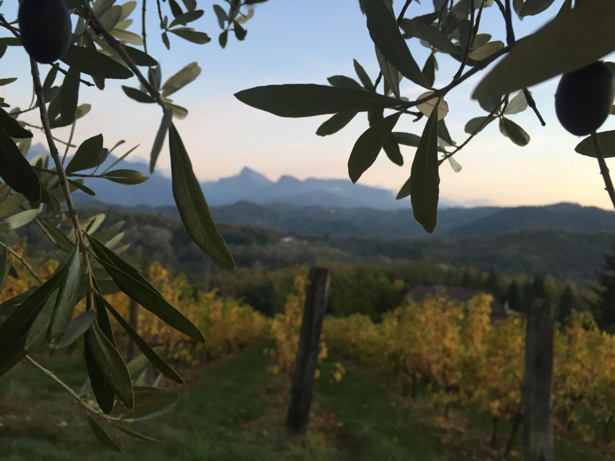 Agriturismo Il Bardellino フィヴィッツァーノ エクステリア 写真